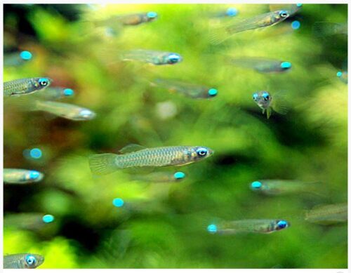 Lampeye Killifish