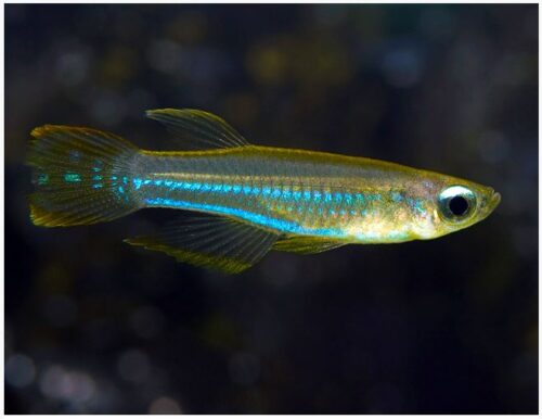 Lampeye Killifish