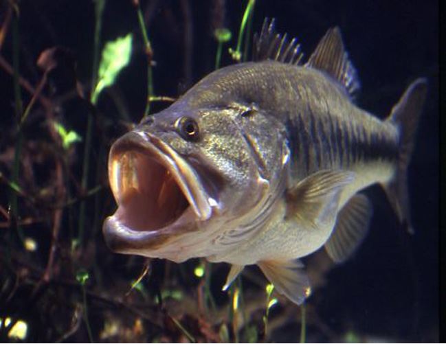 Gamefish - Largemouth Bass 1 to 3 size - Arizona Aquatic Gardens