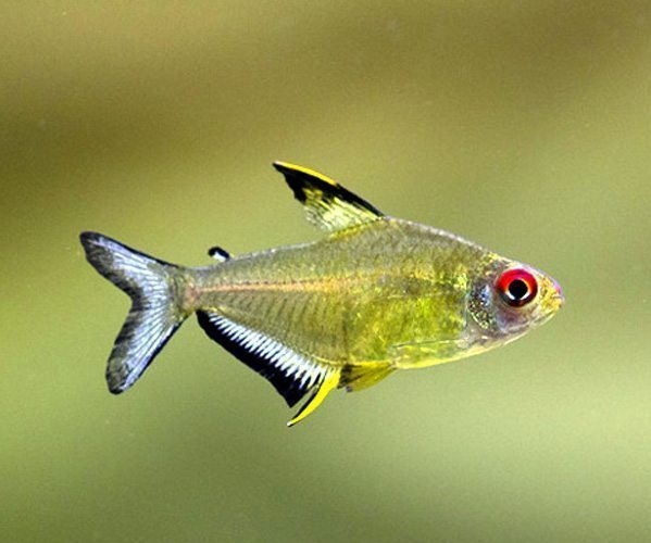 Lemon Tetra Fish