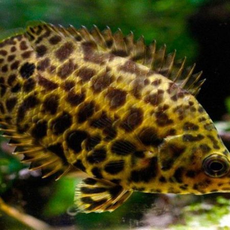 Leopard Gourami Fish