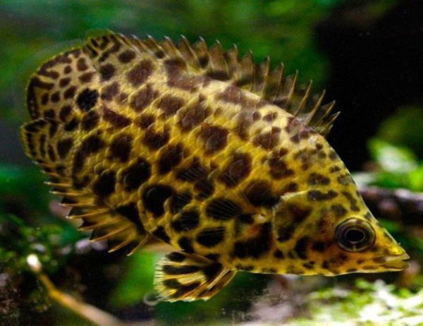 Leopard Gourami Fish