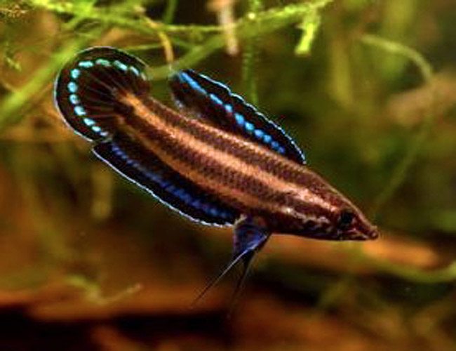 Licorice Gourami Fish | Arizona Aquatic 