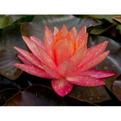 Water Lotus For Sale
