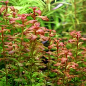 Ludwigia Narrowleaf Bunched Aquatic Pond Plant - Arizona Aquatic Gardens