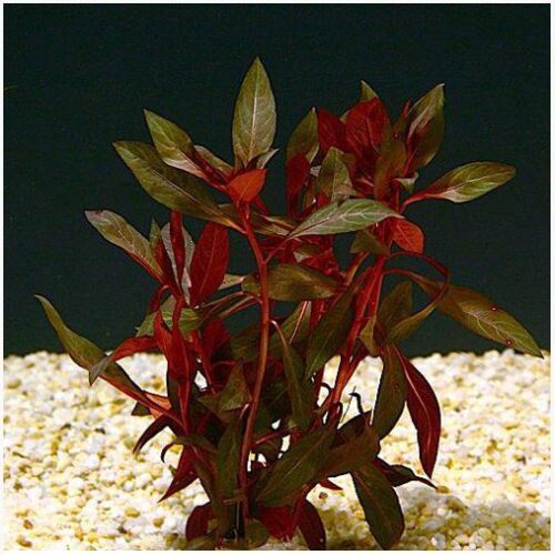 Ludwigia Peruensis Bunched Aquarium Plant