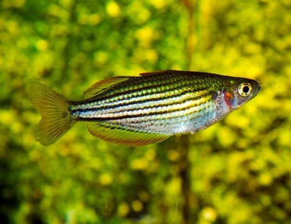 MacCullochi Tropical Dwarf Rainbowfish