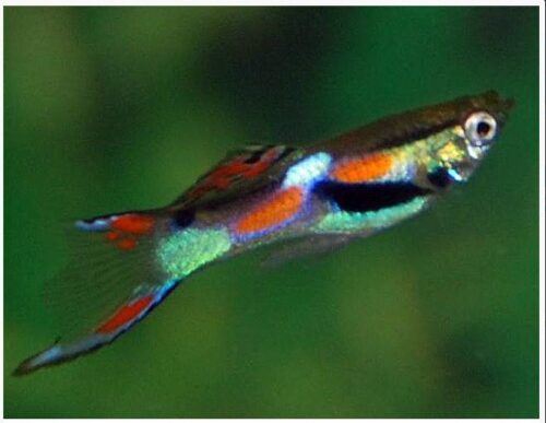 Male Endlers Livebearer Fish