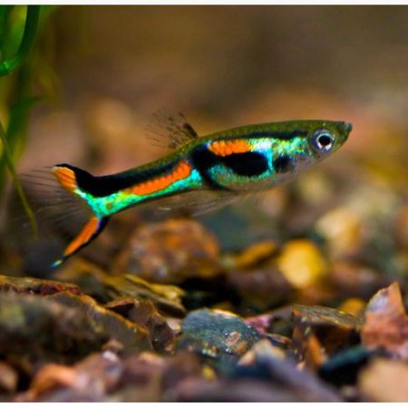 Male Endlers Livebearer Fish