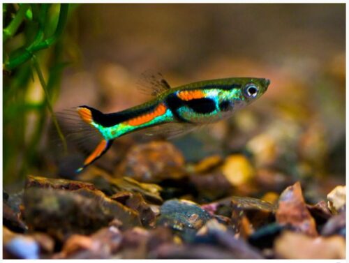 Male Endlers Livebearer Fish