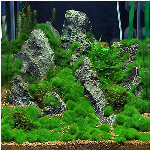1 Mini Moss Ball Aquarium Plant Aegagropila linnaei