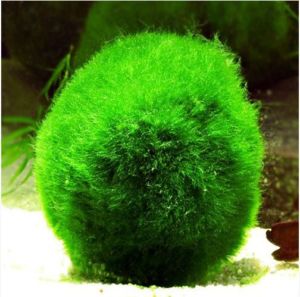 Marimo 3