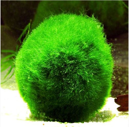 Marimo-Russian-3-Underwater-Mini-Moss-Ball