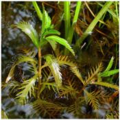 Mermaidweed Marsh Bunched Aquarium Plant | Arizona Aquatic Gardens