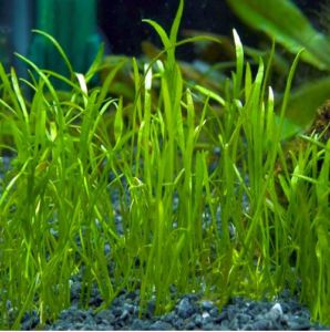 Micro Sword Lilaeopsis mauritiana | Arizona Aquatic Gardens