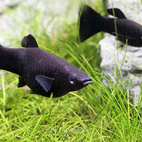 Molly - Black Fancy Molly Fish