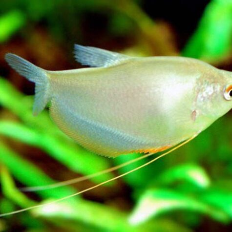 Moonshine Gourami Fish