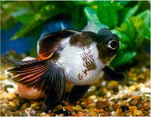 butterfly telescope goldfish for sale at petco