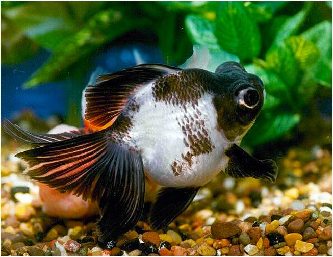 Panda Butterfly Goldfish