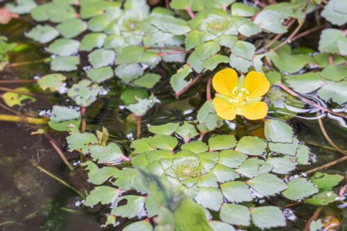 Mosaic Plant or Ludwigia sedioides Floating Plant - Image 4