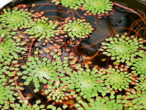 Mosaic Plant or Ludwigia sedioides Floating Plant