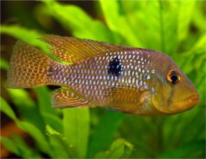 Mother of Pearl Cichlid Pond Fish | Arizona Aquatic Gardens