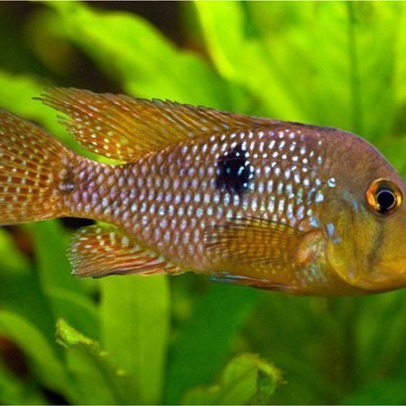 Mother of Pearl Cichlid Pond Fish