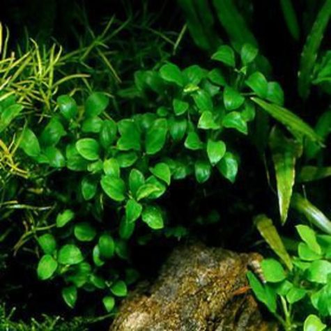 Anubias Nana Petite 1/2" tall Aquarium Plant 3 Pack