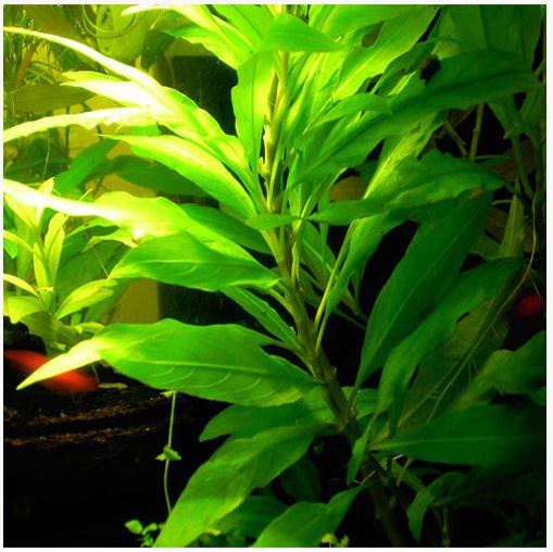 Narrow-Leaf Temple Bunched Aquarium Plant