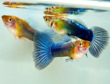 Neon Blue Guppy Male Arizona Aquatic Gardens