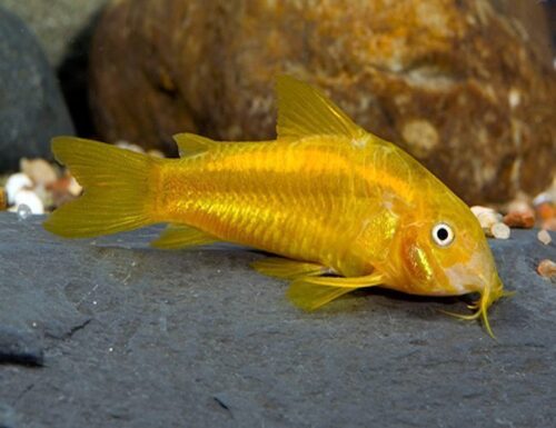 Neon Orange Laser Cory Catfish