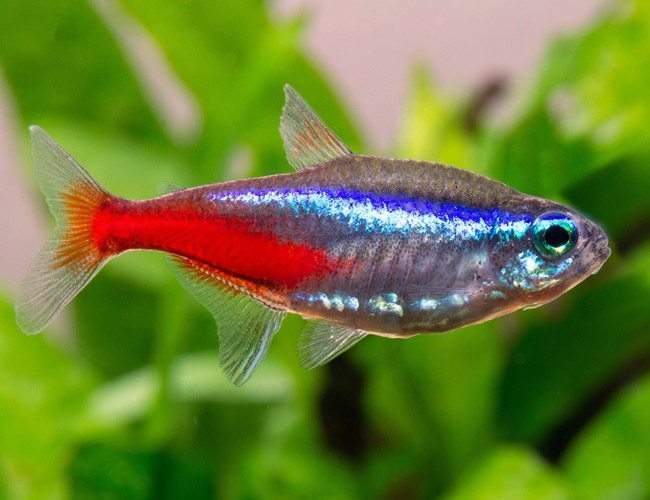 Tropical Neon Tetra Fish for sale
