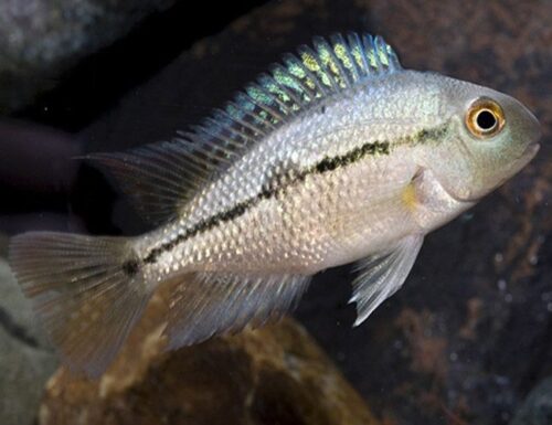 Nicaragua Cichlid Freshwater Aquarium Fish