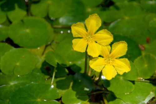 Floating Heart or Nymphoides peltata Plant