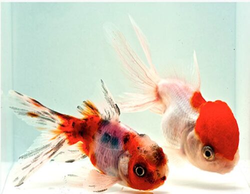 Oranda Goldfish Assorted Colors