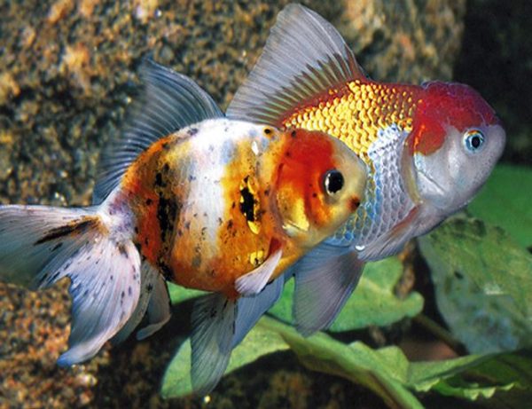 Oranda Goldfish Assorted Colors