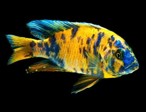 Orange Blotch Peacock Cichlid Large