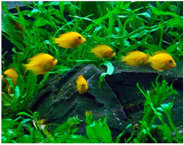 Orange Chromide Freshwater Aquarium Fish