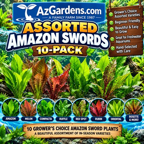 #1 Assorted Amazon Sword variety 10 pack