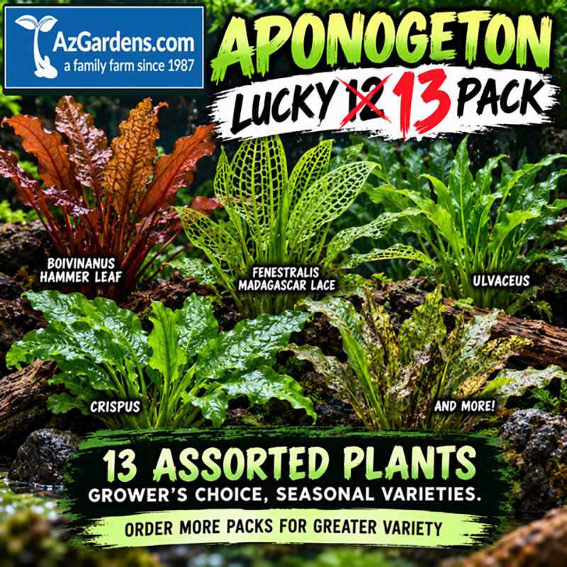 #1 Aponogeton Variety Lucky 13 pack