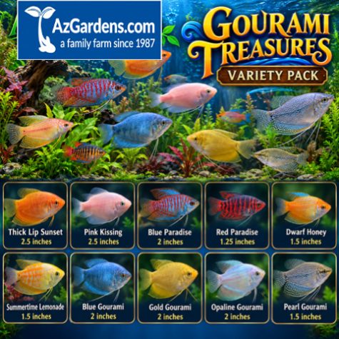 Gourami - Assorted Gourami Golden Treasures Variety Pack