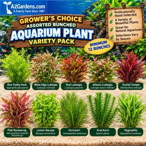#1 Grower's Choice Assorted Bunched Aquarium Plant Variety Pack