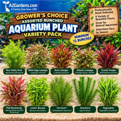 #1 Grower's Choice Assorted Bunched Aquarium Plant Variety Pack