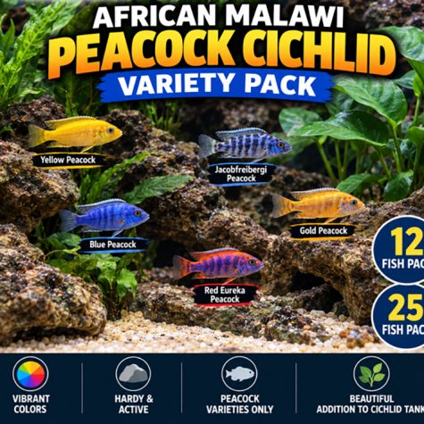 #1 African Malawi Peacock Cichlid Variety Pack