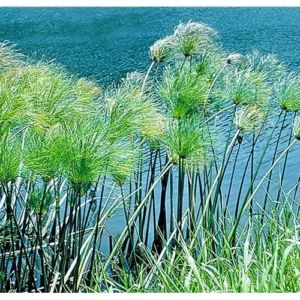 Tropical Pond Marginal Bog Plant - Papyrus or Cyperus papyrus - Arizona ...