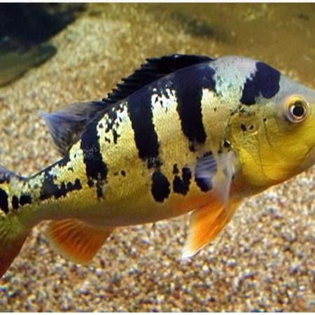 Peacock Bass Cichlid