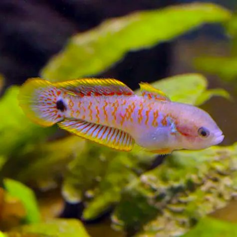 Goby - Freshwater Peacock Gudgeon