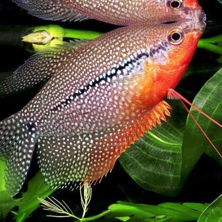 Pearl Gourami Fish
