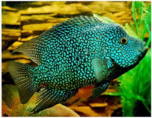 Pearlescale Carpintis Cichlid