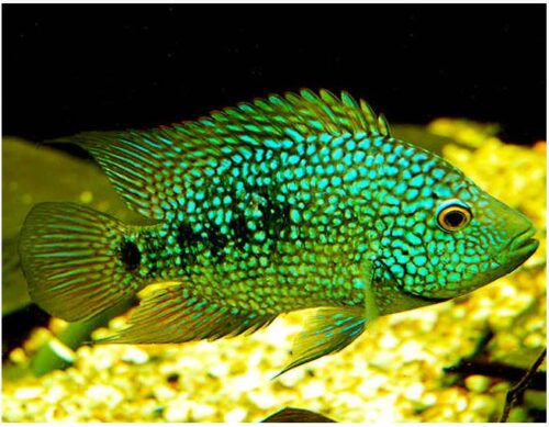 Pearlescale Carpintis Cichlid